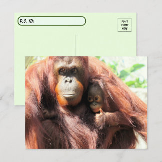 交代後の親指がオランウータンの母とベビー ポストカード