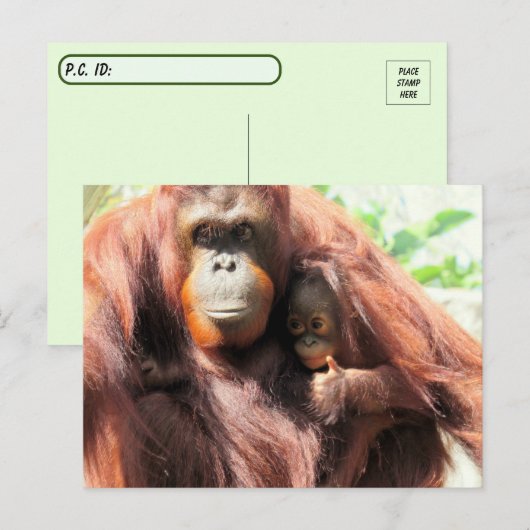 交代後の親指がオランウータンの母とベビー ポストカード (正面/裏面)