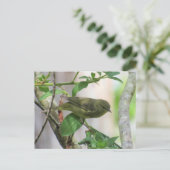 交叉後橙冠の付いたウグイス ポストカード (スタンド正面)