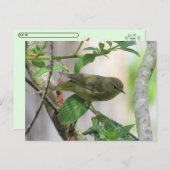 交叉後橙冠の付いたウグイス ポストカード (正面/裏面)