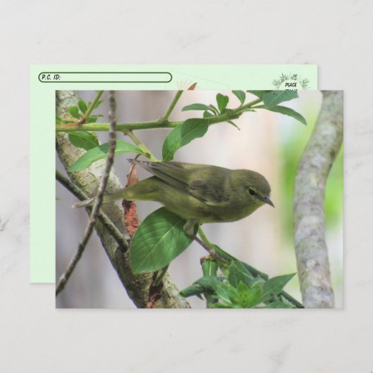 交叉後橙冠の付いたウグイス ポストカード (正面/裏面)