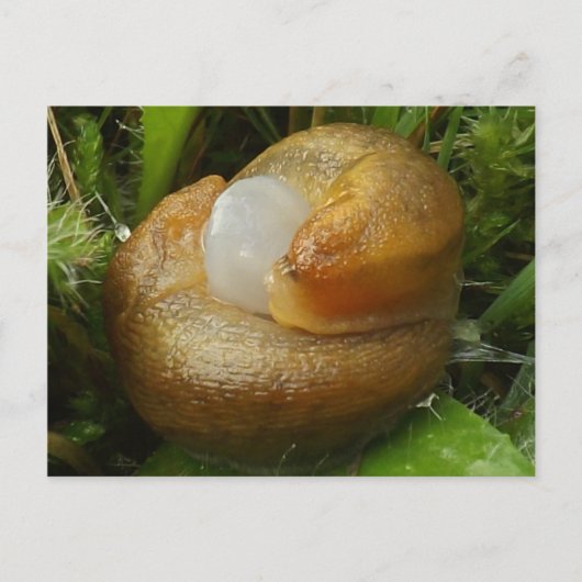 交尾するカタツムリ ポストカード (正面)