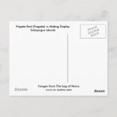 交尾表示ガラパゴスのフリゲート鳥(フラガータ) ポストカード (裏面)