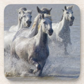 交差するために湿地帯で走っているCamargueの馬 コースター (正面)