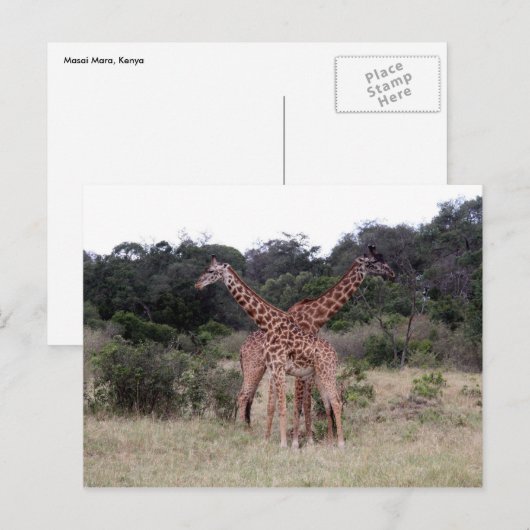 交差キリン ポストカード (正面/裏面)