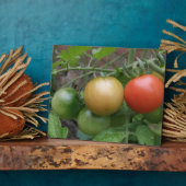 交通灯トマトの歯垢 フォトプラーク (側面)