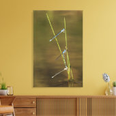 交配ダンセルフライ キャンバスプリント (インサイチュ (リビング))