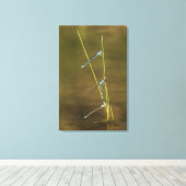 交配ダンセルフライ キャンバスプリント (インサイチュ (ウッドフロア))