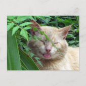 交配動物最も愛らしい野良猫 ポストカード (正面)
