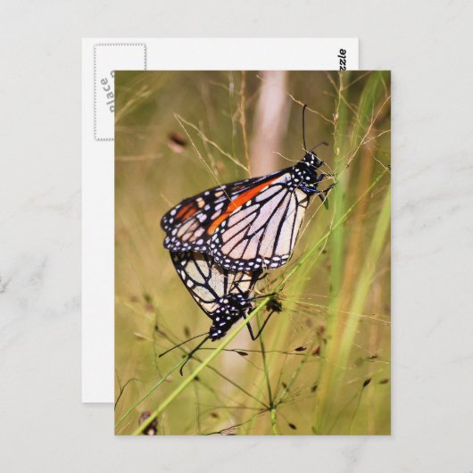 交配(昆虫)オオカバマダラ、モナーク蝶はがき ポストカード (正面/裏面)