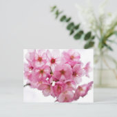 京都夜灯明桜 ポストカード (スタンド正面)