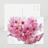 京都夜灯明桜 ポストカード (正面/裏面)