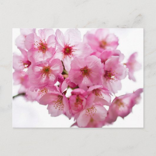 京都夜灯明桜 ポストカード (正面)