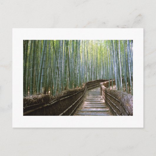 京都嵯峨野の竹林 ポストカード (正面)