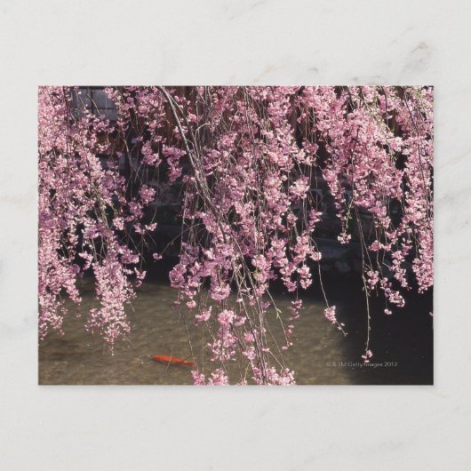 京都府祇園市 ポストカード (正面)