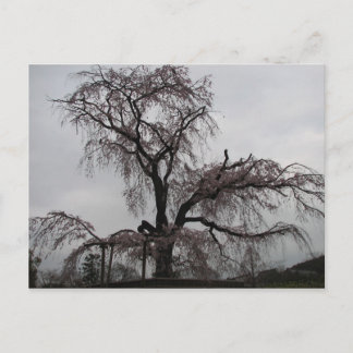 京都桜ツリー ポストカード