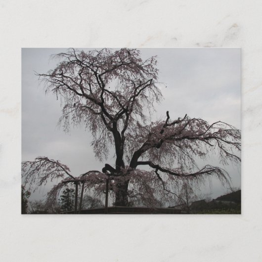 京都桜ツリー ポストカード (正面)