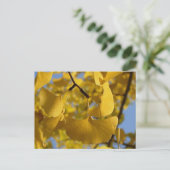 京都葉の銀杏 ポストカード (スタンド正面)