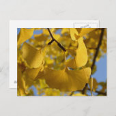 京都葉の銀杏 ポストカード (正面/裏面)