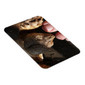 人のつま先を見るサルカガメ マグネット (右側)