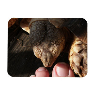 人のつま先を見るサルカガメ マグネット