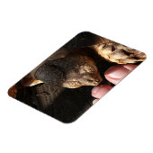 人のつま先を見るサルカガメ マグネット (左側)