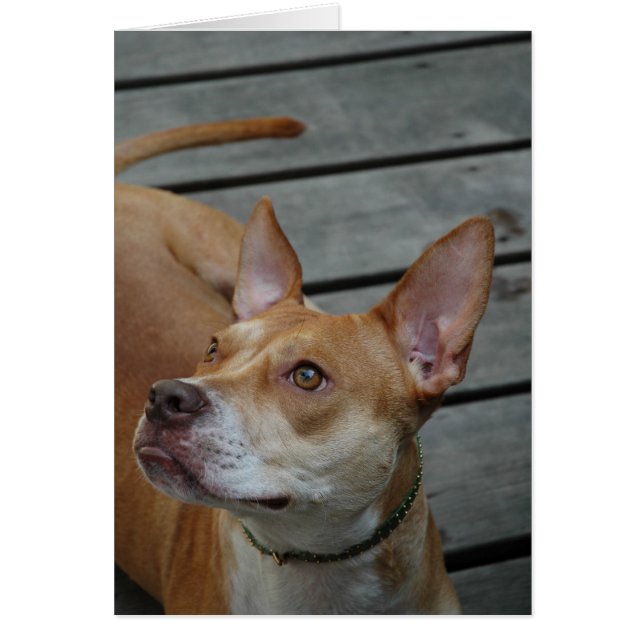 人のベスト (正面)