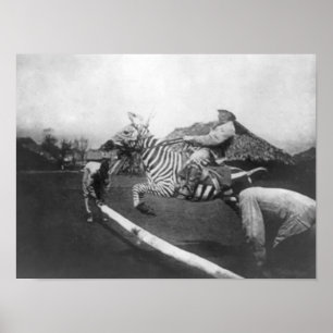 人の乗馬のシマウマの跳躍の塀の写真 ポスター