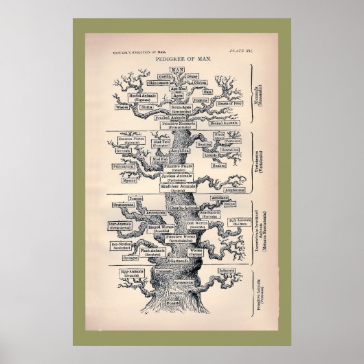 人の系図 ポスター (正面)