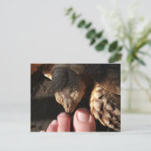 人の足の指を見張るサルカタカメ ポストカード (スタンド正面)