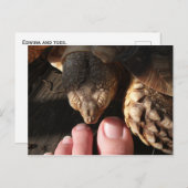 人の足の指を見張るサルカタカメ ポストカード (正面/裏面)