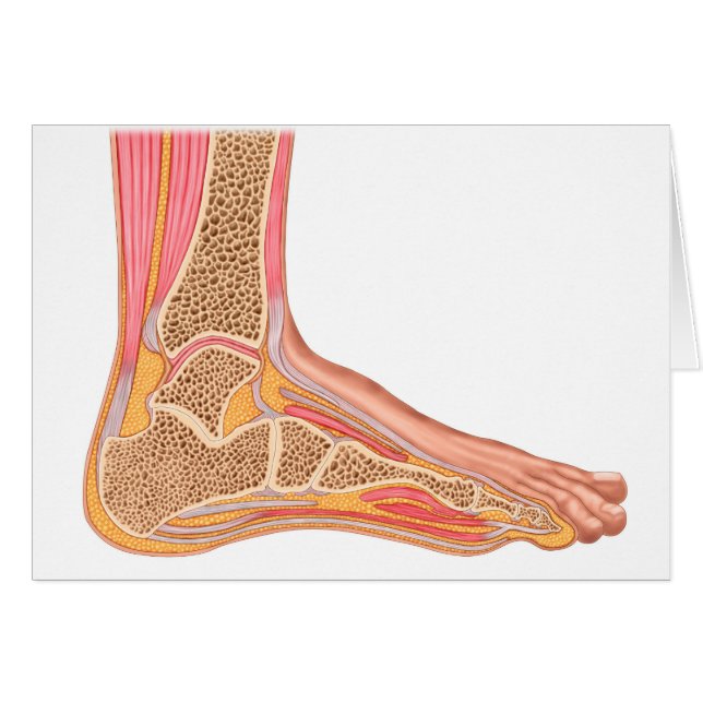 人の足 (正面横)