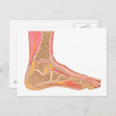 人の足 ポストカード (正面/裏面)