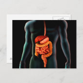 人体と消化器系 ポストカード (正面/裏面)