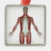 人体のすべての筋肉のレイアウト メタルオーナメント (正面)