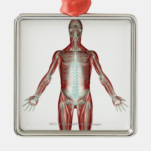 人体のすべての筋肉のレイアウト メタルオーナメント (正面)