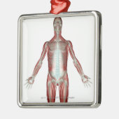 人体のすべての筋肉のレイアウト メタルオーナメント (左)