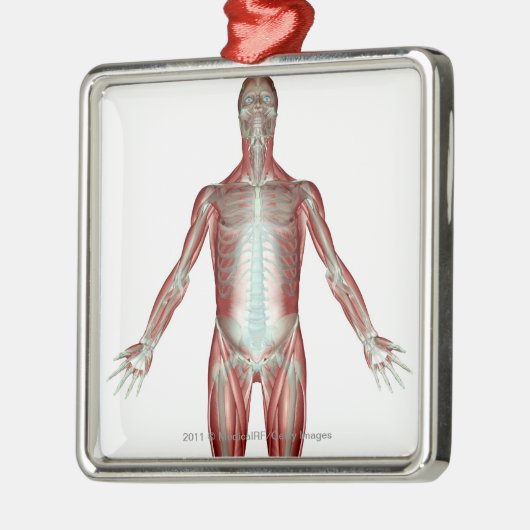 人体のすべての筋肉のレイアウト メタルオーナメント (左)