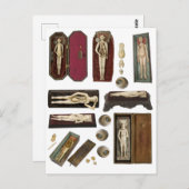 人体の解剖学人形の体部品のコラージシート ポストカード (正面/裏面)