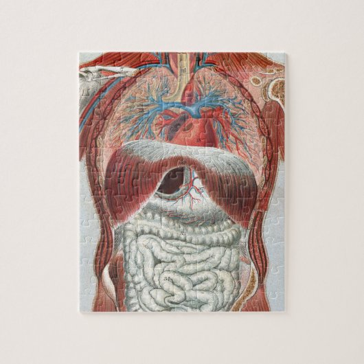 人体の解剖学 ジグソーパズル (縦)