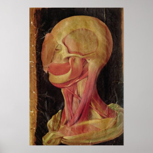 人体の頭部の解剖学的スケッチ ポスター (正面)