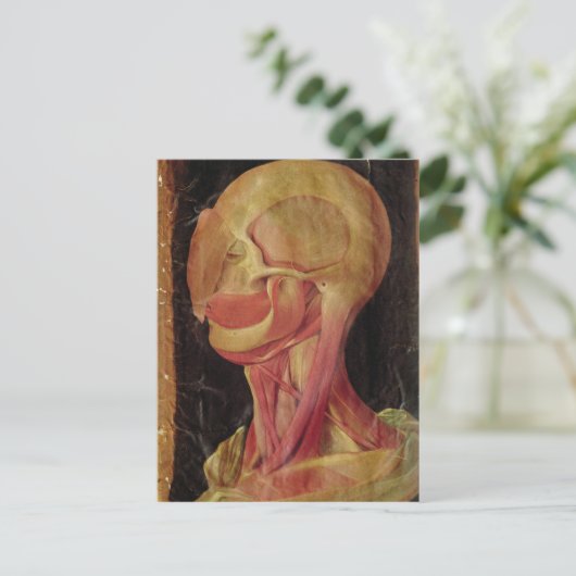 人体の頭部の解剖学的スケッチ ポストカード (スタンド正面)