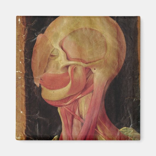 人体の頭部の解剖学的スケッチ マグネット (正面)