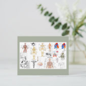 人体解剖図チャート ポストカード (スタンド正面)