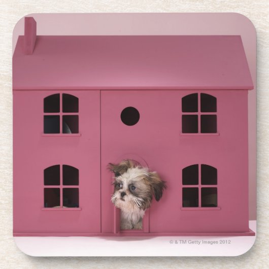 人形の家から凝視している子犬 コースター (正面)