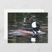人影素晴らしを着たメルガンサーダックが泳ぐ ポストカード (正面/裏面)
