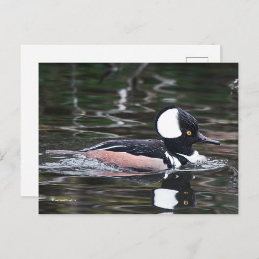 人影素晴らしを着たメルガンサーダックが泳ぐ ポストカード (正面/裏面)