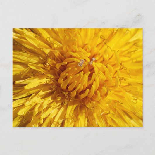 人生に少し黄色が必要だ ポストカード (正面)