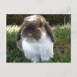 人生に激しさを持って行け！ ポストカード