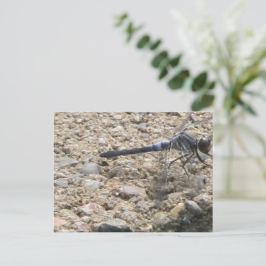 人生の夏 ポストカード (スタンド正面)